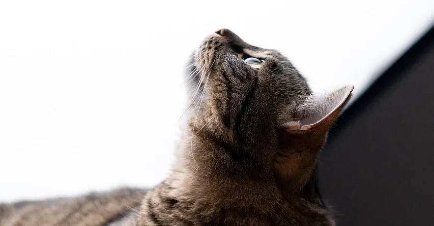 5 Tips for Home Sellers with Pets